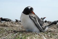 Eselspinguin (23 von 97).jpg